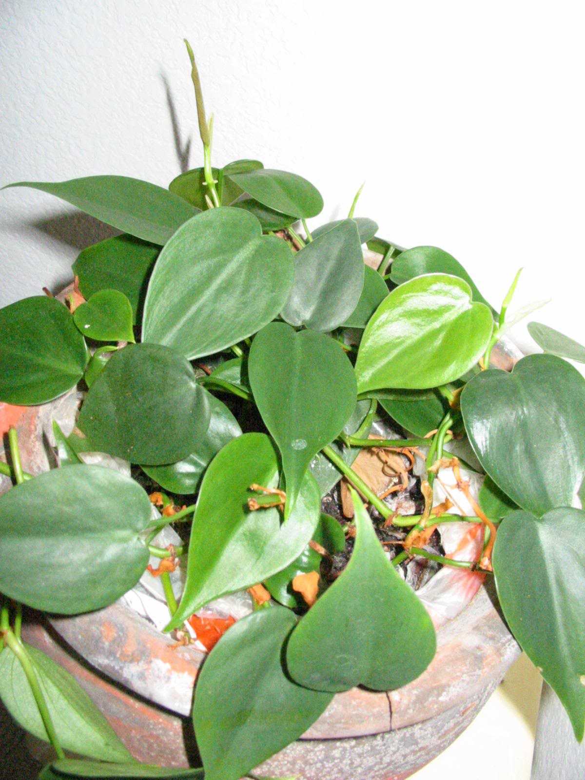 Heart-leaf Philodendron, Parlor Ivy, پتوس قلبی , پتوس اسکاندس ,فیلودندرون برگ قلبی,فیلودندرون اکسی ک